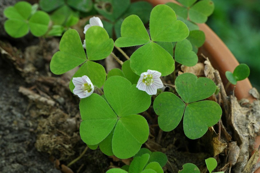 Кислица заячья капуста