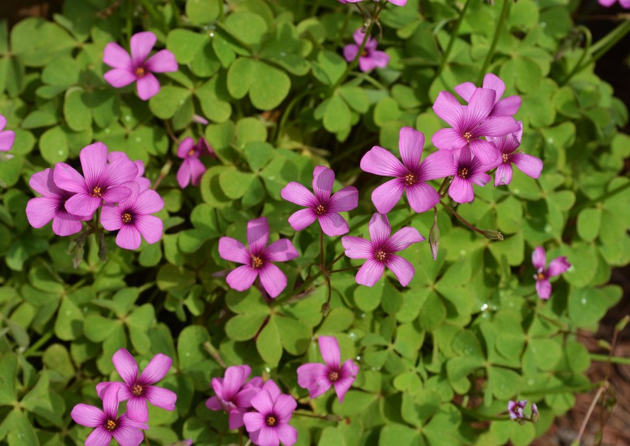 Кислица зеленая