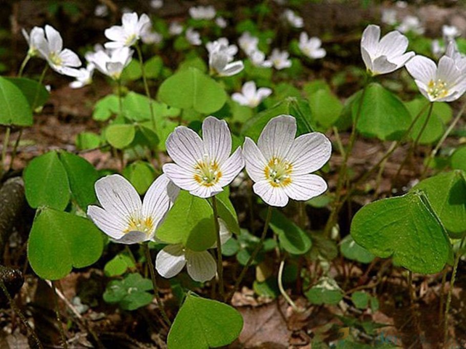 Кислица оксалис