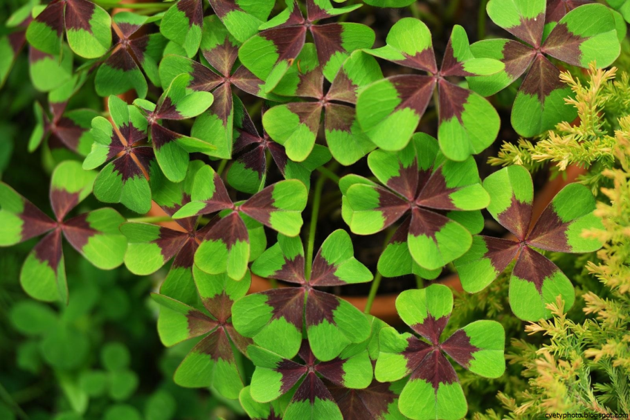 Acetosella Кислица