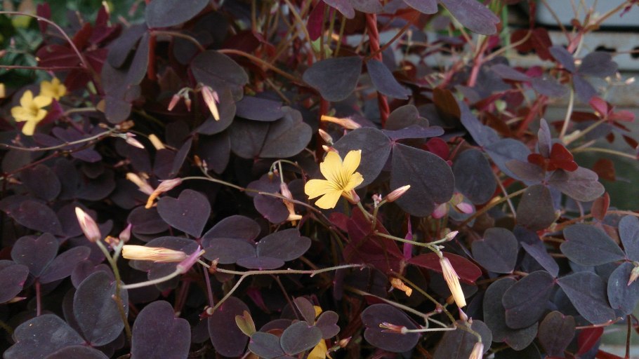 Кислица БОУВИ (Oxalis bowiei)