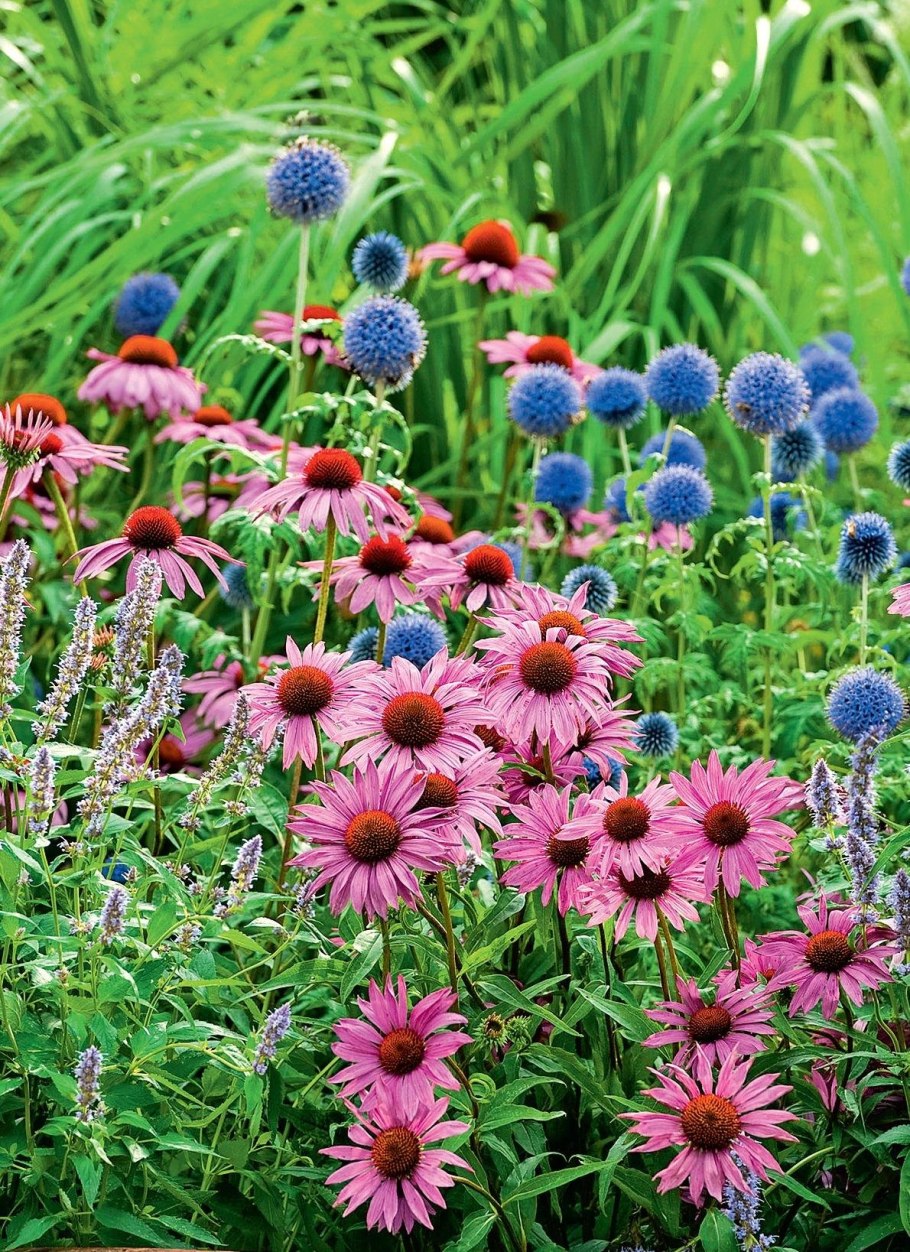 Эхинацея пурпурная Мэгнус