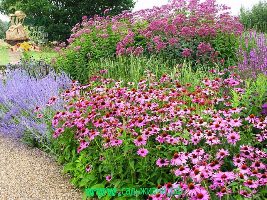 Клумба Мальва дельфиниум Хоста Флоксы рудбекия