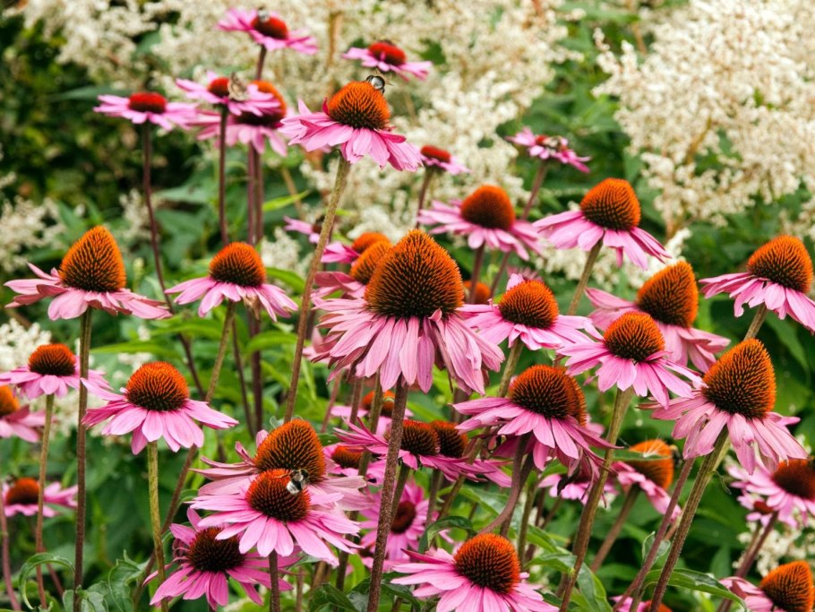 Эхинацея пурпурная Брайт Роуз