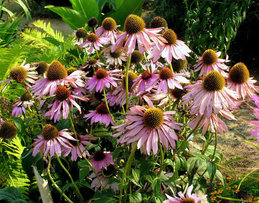 Эхинацея пурпурная Вейник
