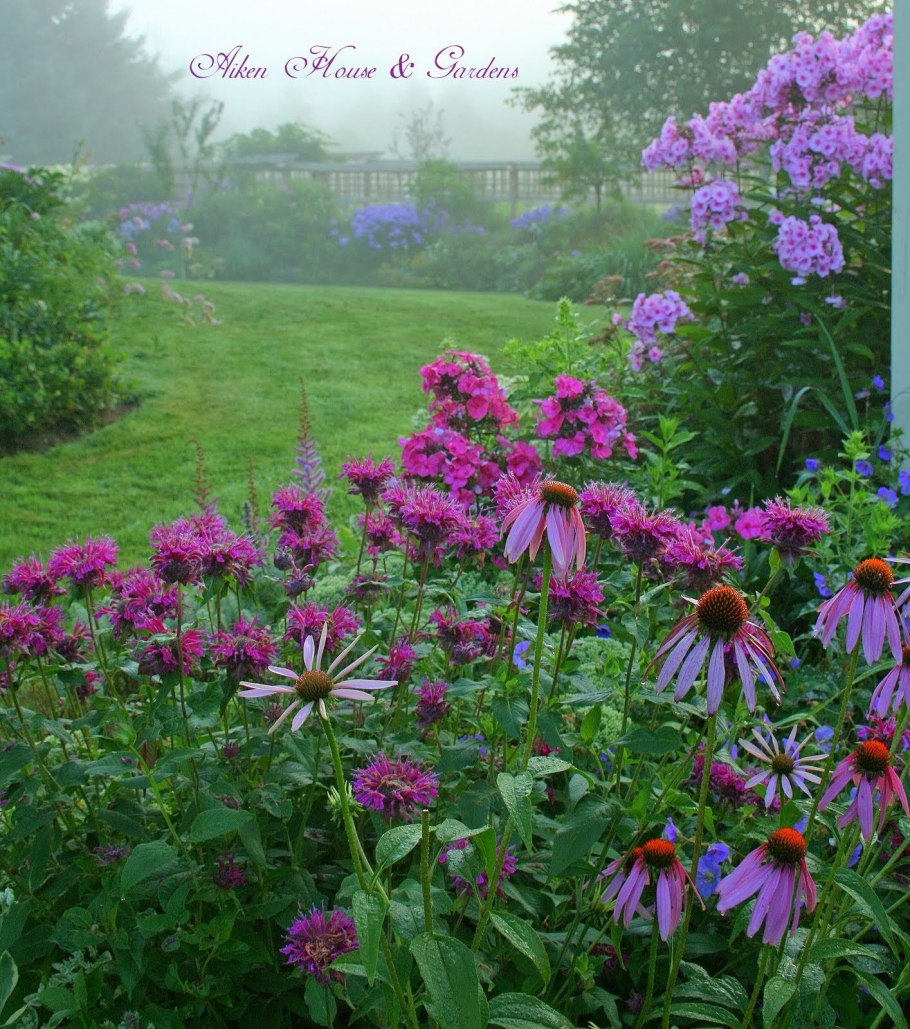 Монарда и эхинацея