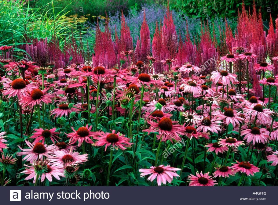 Эхинацея пурпурная Магнус