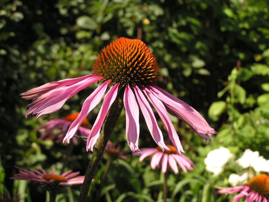 Эхинацея странная (Echinacea paradoxa)