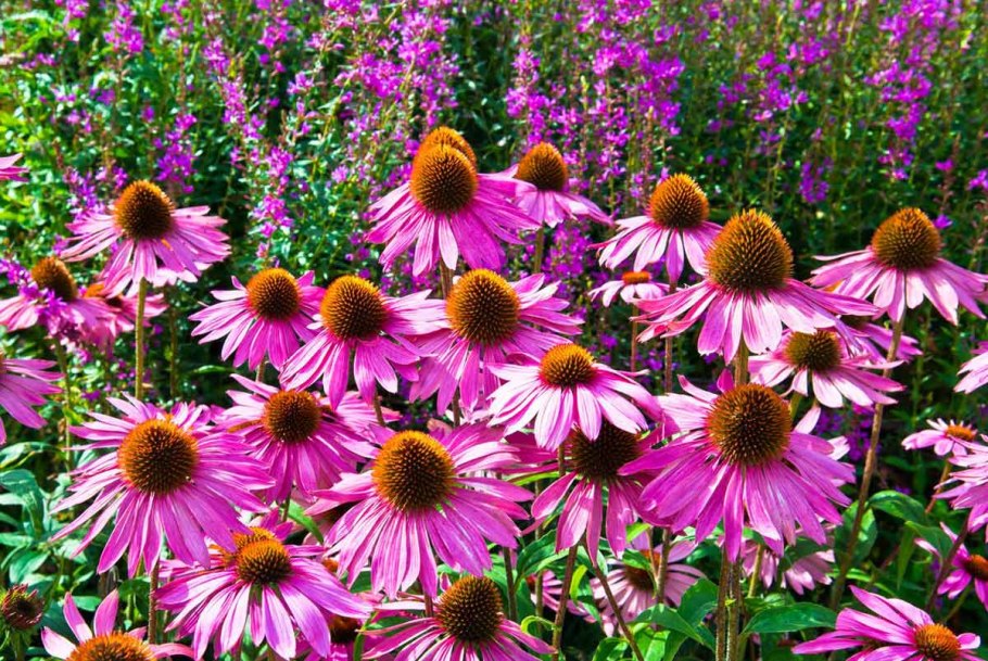 Эхинацея рудбекия пурпурная