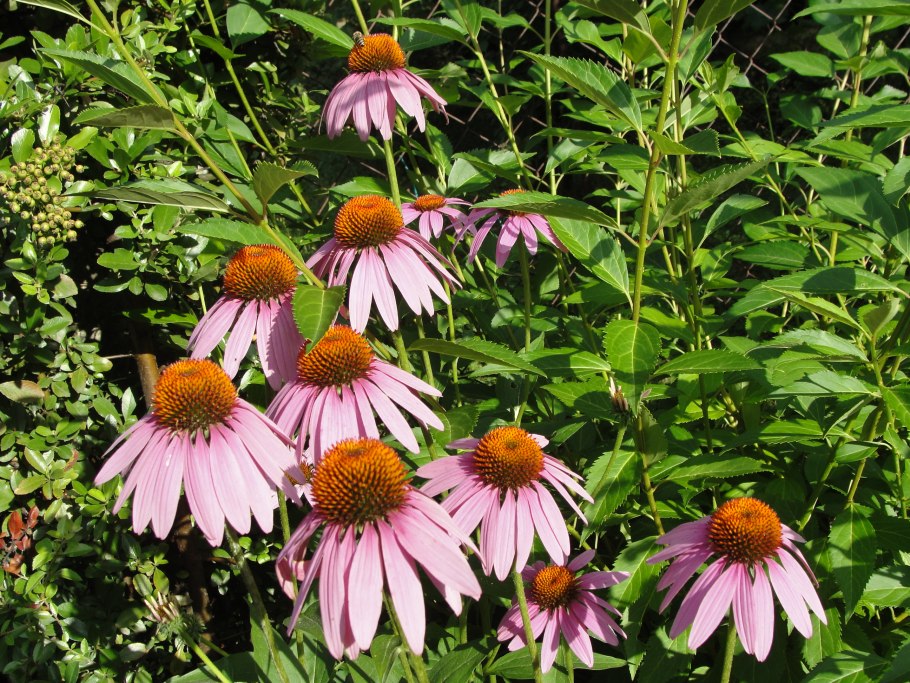 Эхинацея Echinacea purpurea Alba
