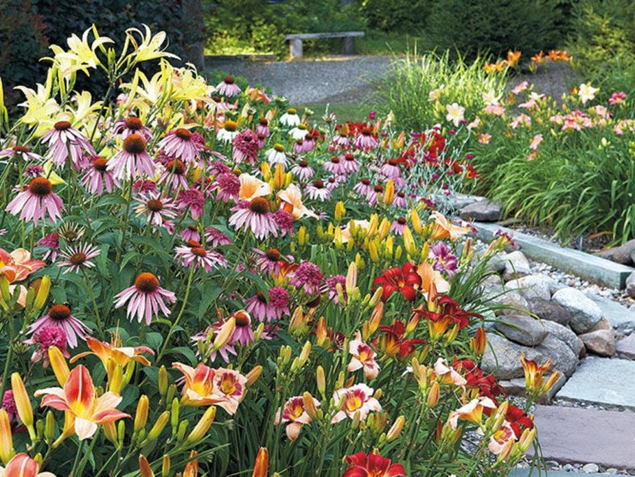 Эхинацея и ирисы