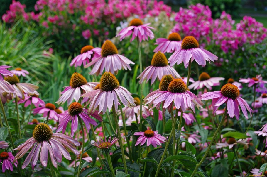 Эхинацея Echinacea Firebird