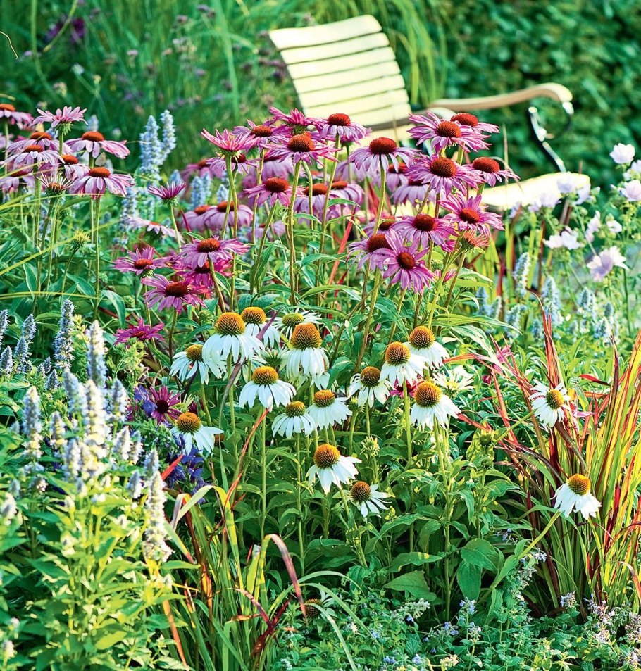 Монарда и эхинацея