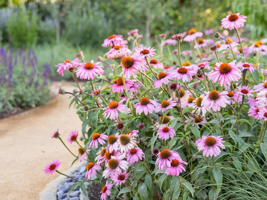 Эхинацея пурпурная конфловер