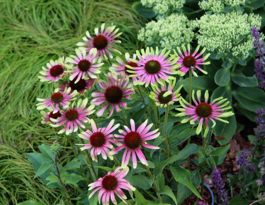 Эхинацея пурпурная Green Jewel