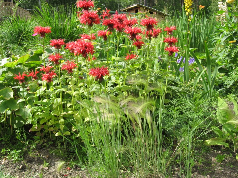 Монарда махогани