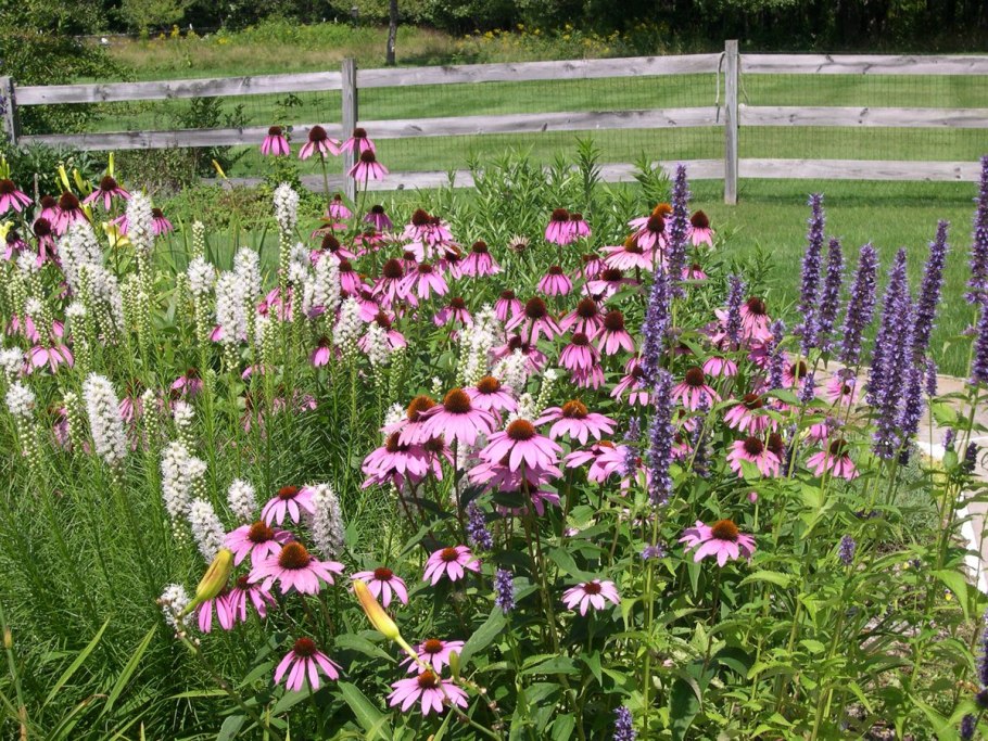 Монарда и эхинацея