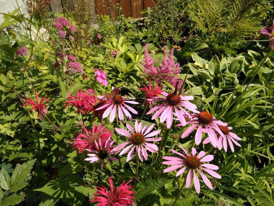 Эхинацея Lakota Red