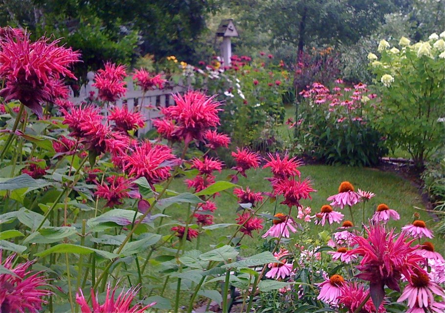 Монарда махогани