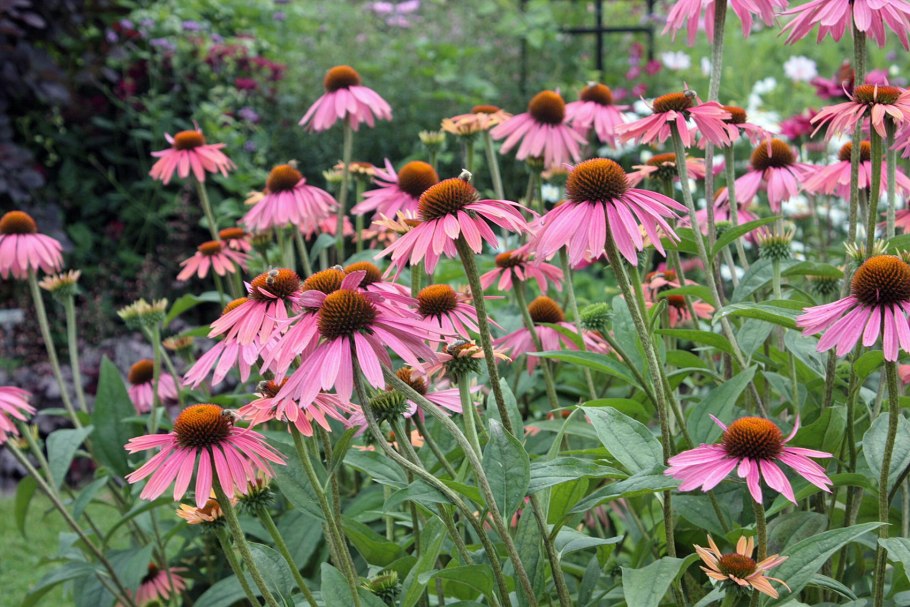 Эхинацея волосистая