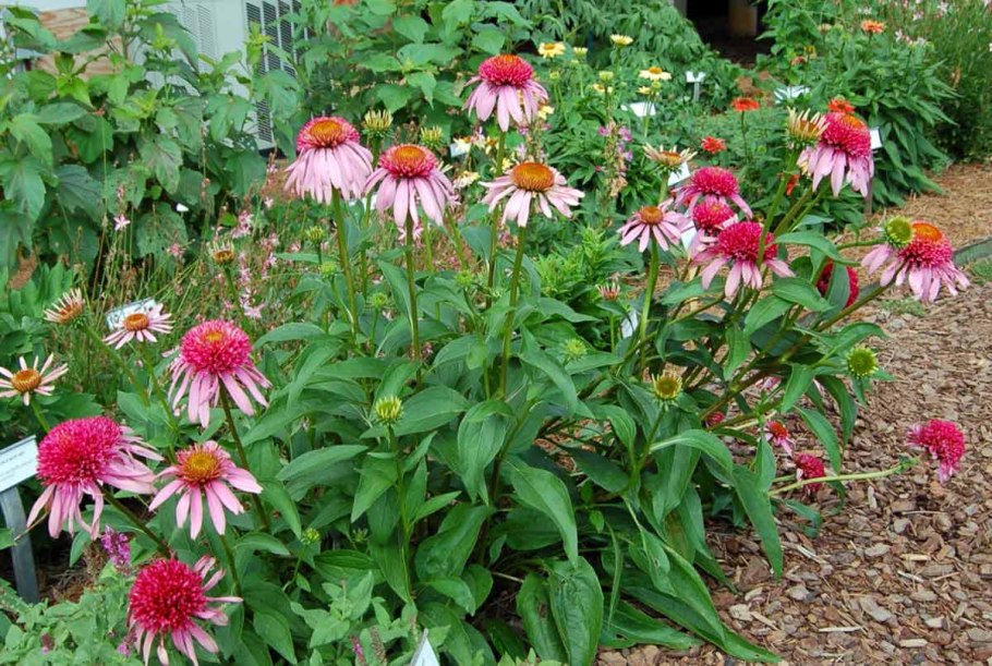 Эхинацея пурпурная Бубль ГУМ