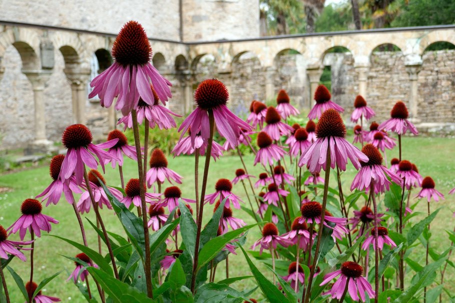 Эхинацея пурпурная в ландшафтном дизайне