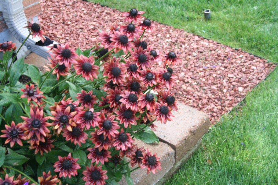 Рудбекия черри бренди