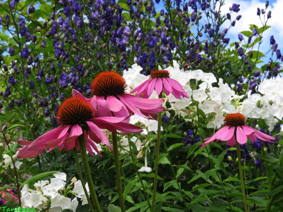 Миксбордер эхинацея тысячелистник