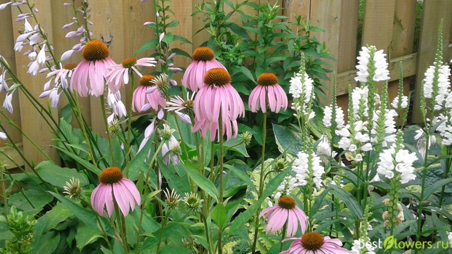 Рудбекия пурпурная розовая