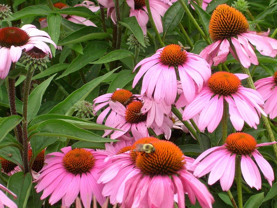 Эхинацея пурпурная Postman