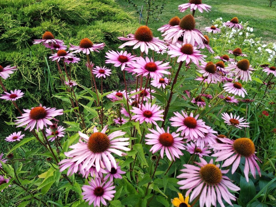 Эхинацея пурпурная Знахарь