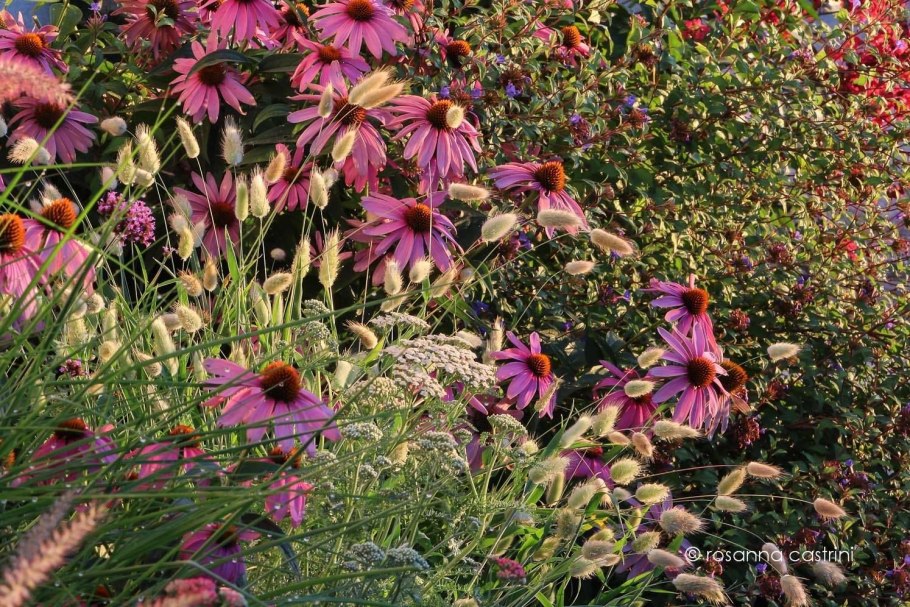 Миксбордер рудбекия Флокс эхинацея