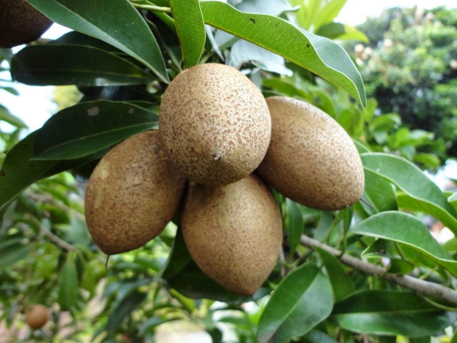 Канистель фрукт