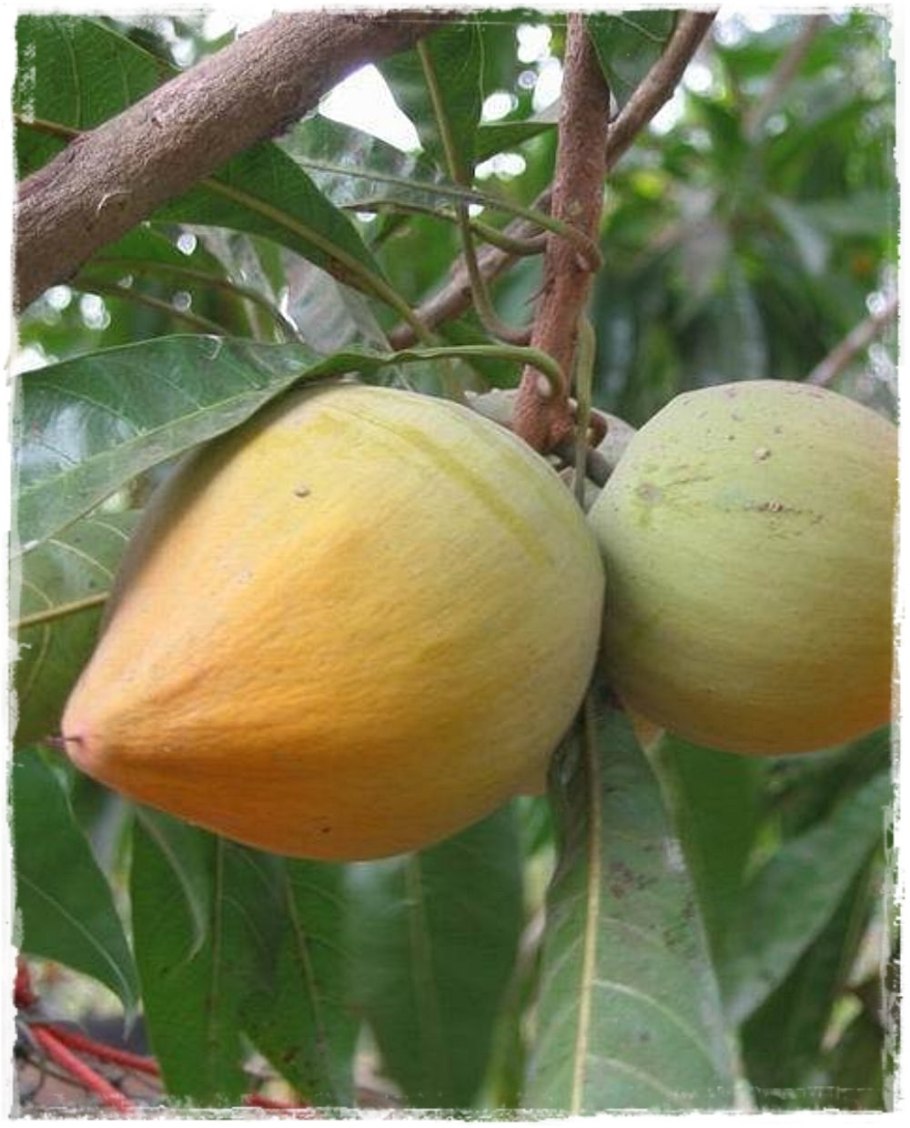 Pouteria Lucuma