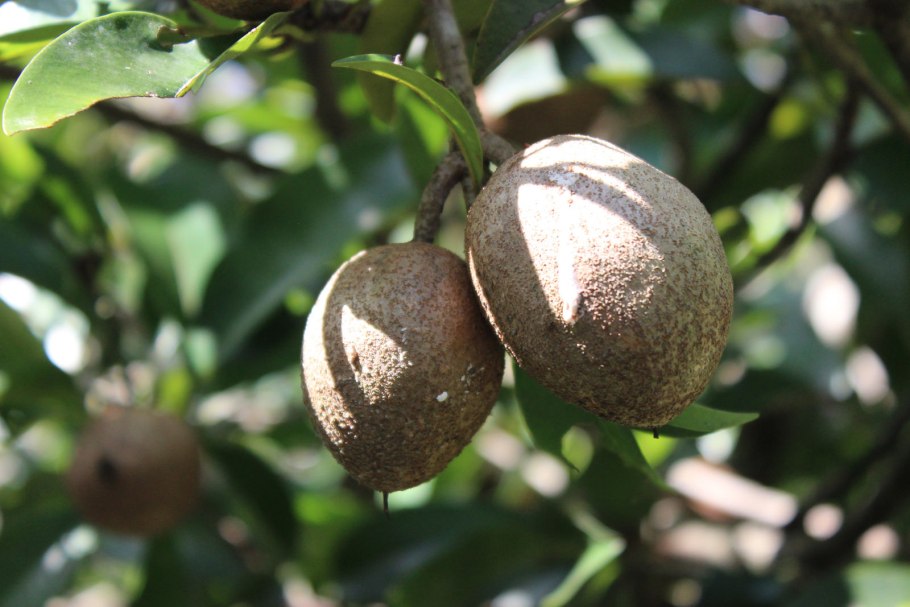 Платония замечательная (Platonia insignis)