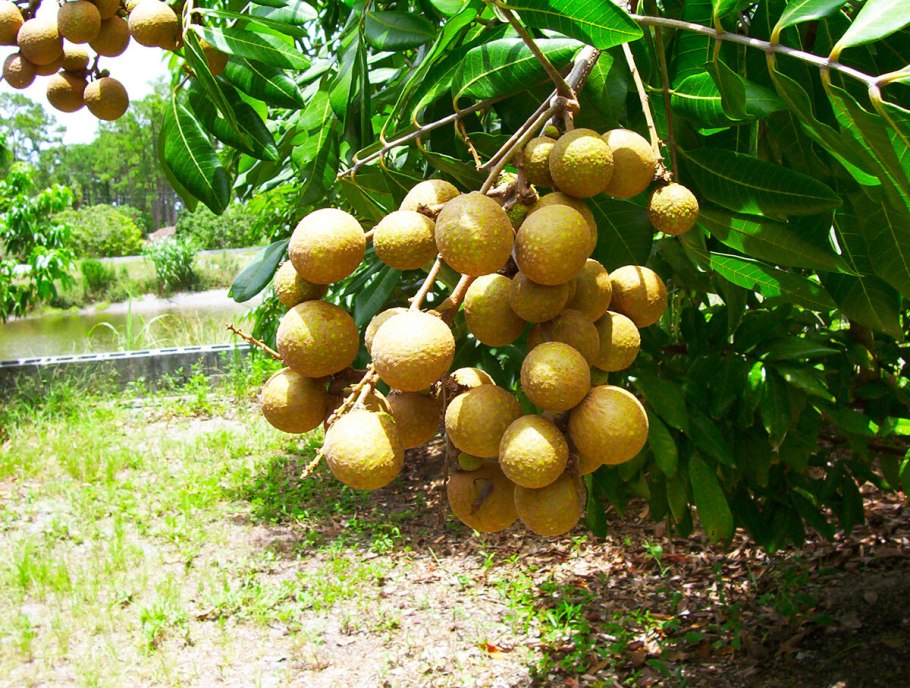 Сапотовое дерево Саподилла