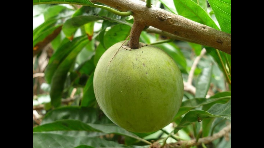 Платония фрукт