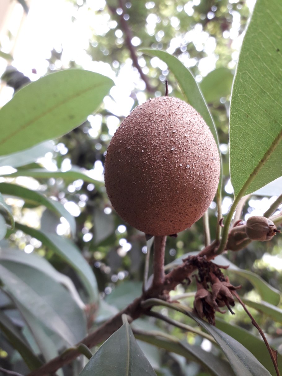 Экзотический фрукт Лангсат