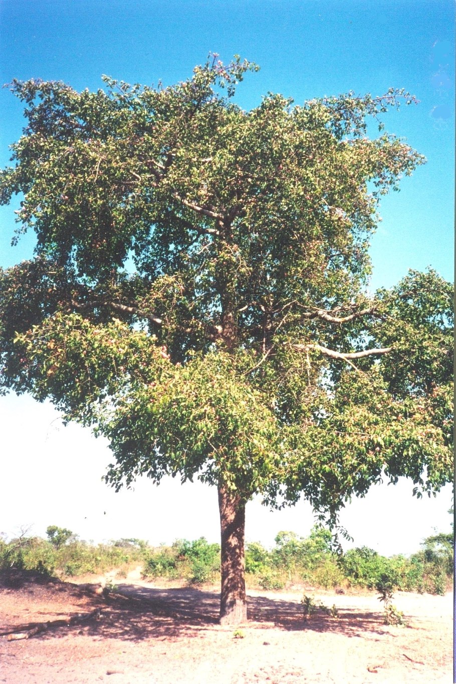 Райский плод маклюра