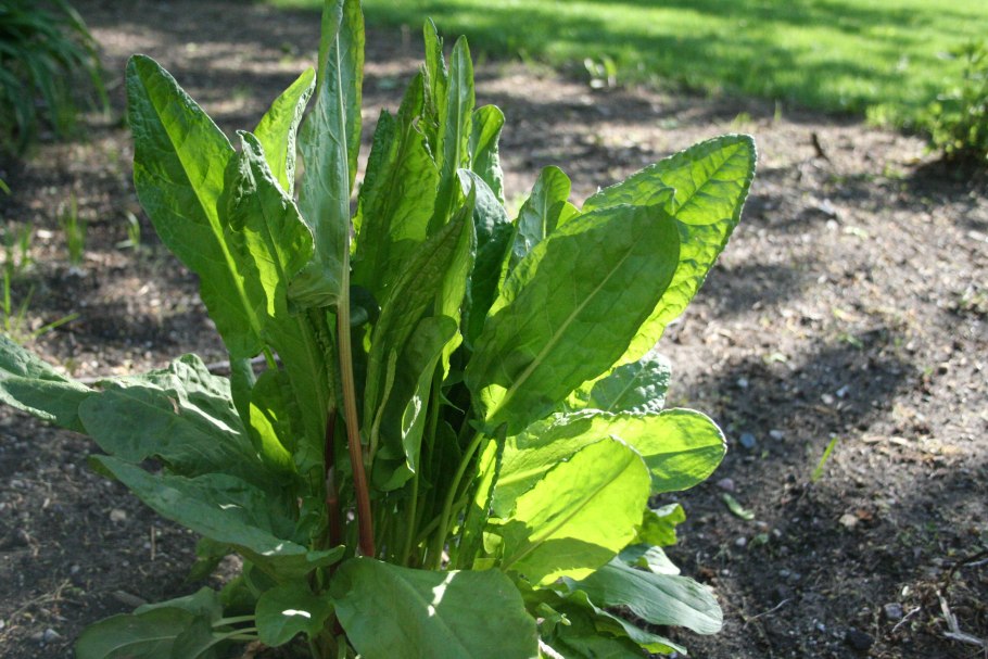 Шпинат и щавель