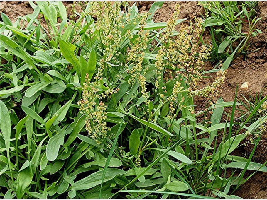 Щавель кислый Rumex acetosa