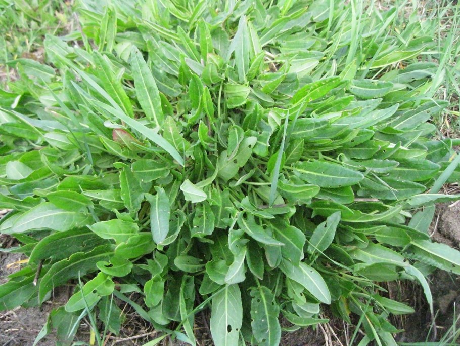 Щавель полевой