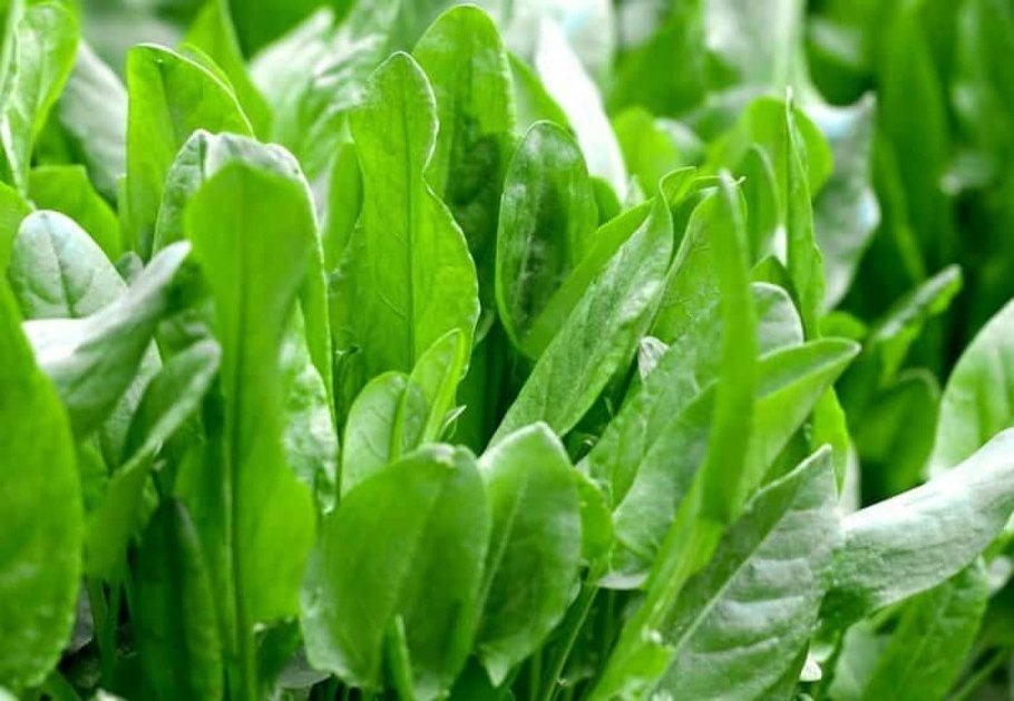 Щавель растение