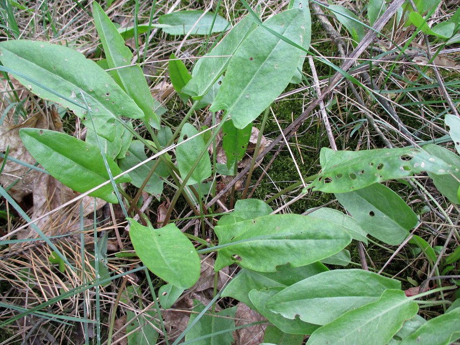 Дикий щавель