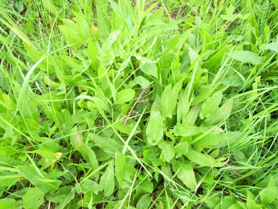 Щавель полевой Луговой