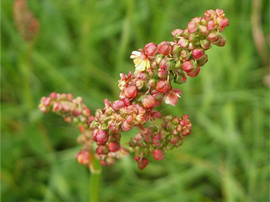 Щавель обыкновенный Rumex acetosa