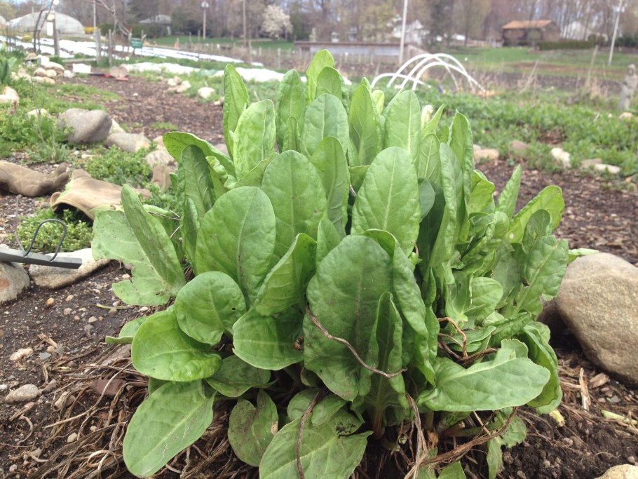 Щавель огородный