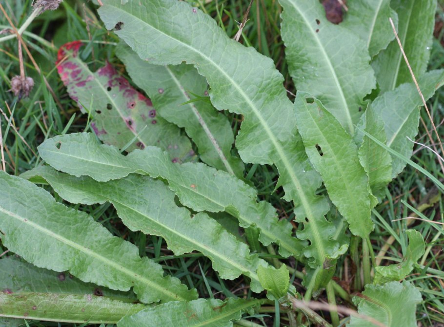 Щавель Маршала