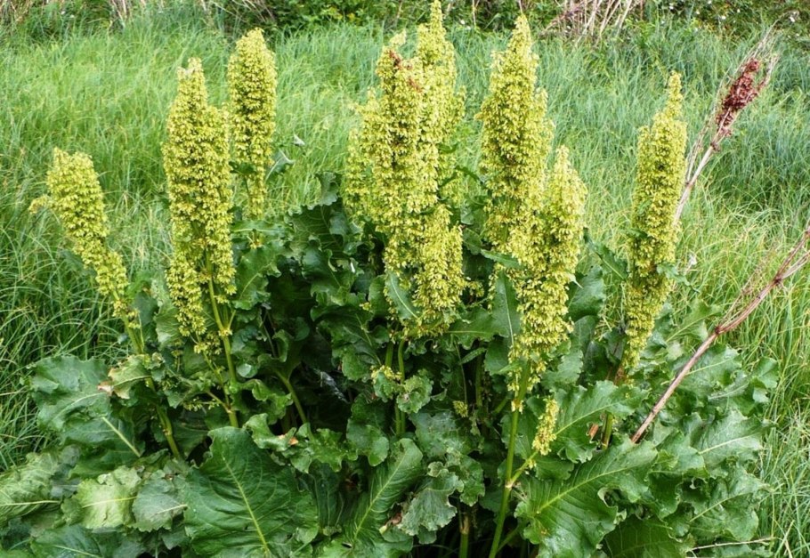 Щавель конский (Rumex confertus)