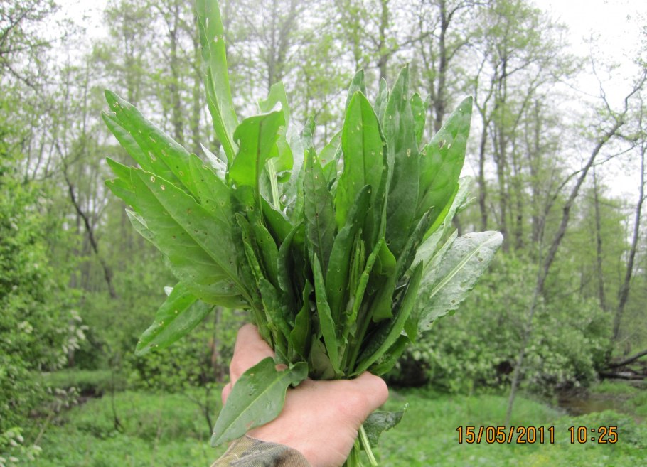 Щавель Луговой